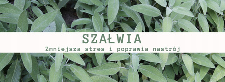 Olejek Zapachowy Biała Szałwia - Roślinny - Oczyszczanie i Odświeżenie